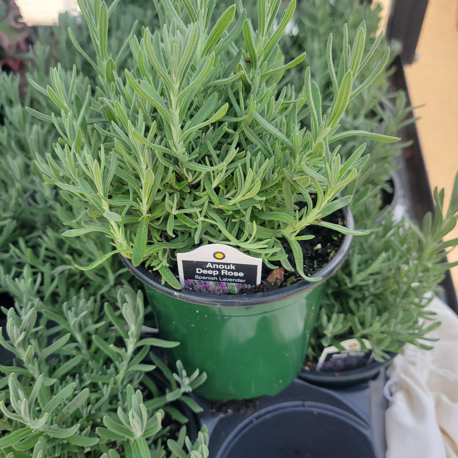 Lavender 'Anouk DEEP ROSE' Spanish HERB gallery