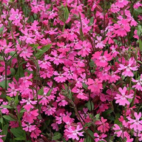 Catchfly Seeds Nodding Catchfly Triumph 500 Seeds Silene Pendula Triumph gallery