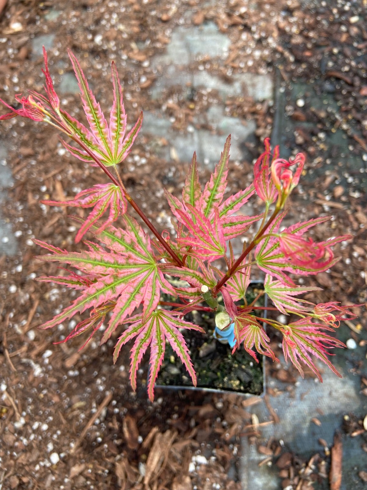 Japanese Maple Ikande gallery