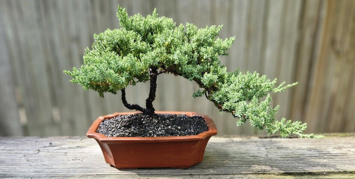 Japanese Dwarf Juniper Bonsai GREAT GIFT ! Ceramic Unglazed Pot gallery