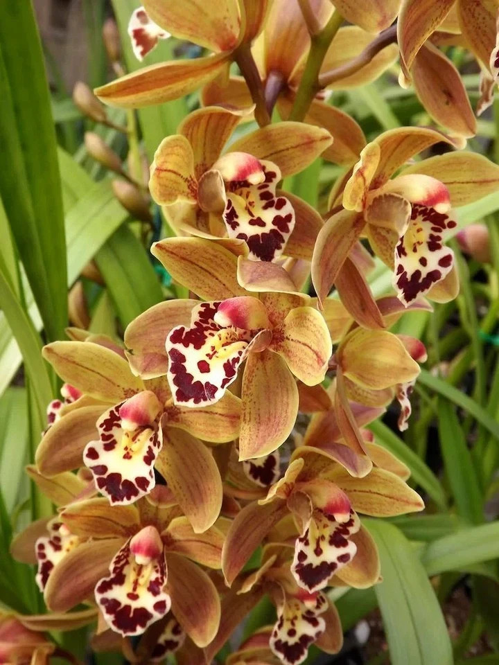 Imported Winter Preety Orchid Imported Flower Bulbs pack of 2 gallery