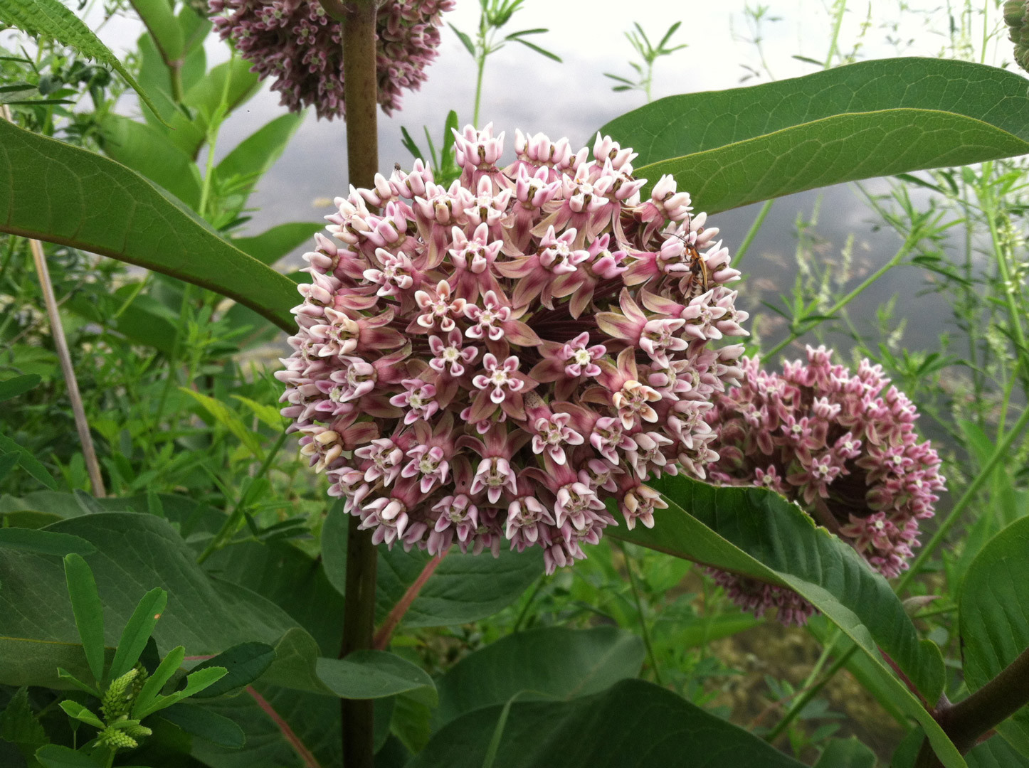 Common Milkweed Seeds, Attract Monarch Butterflies, Native Wildflower, Easy Grow gallery