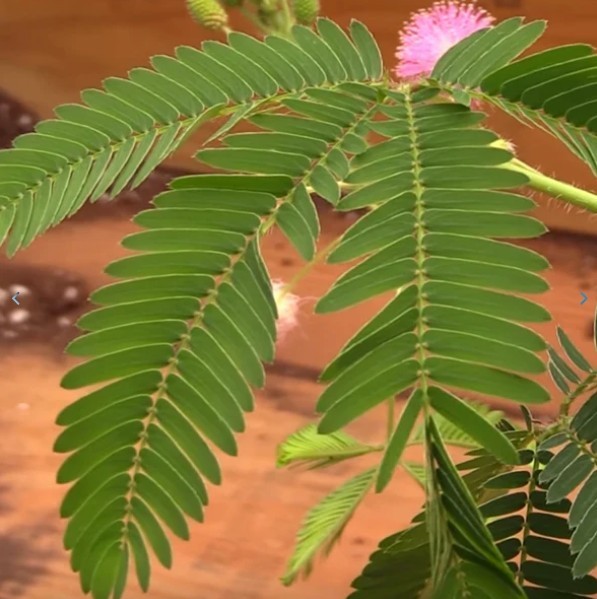 Mimosa Pudica Live Sensitive Unusual Tropical Pink Flowering Plant In 4'' Pot gallery