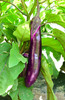 Live Chinese egg Plant – 8" Tall – 4" Pot – Edible Vegetable Plant gallery