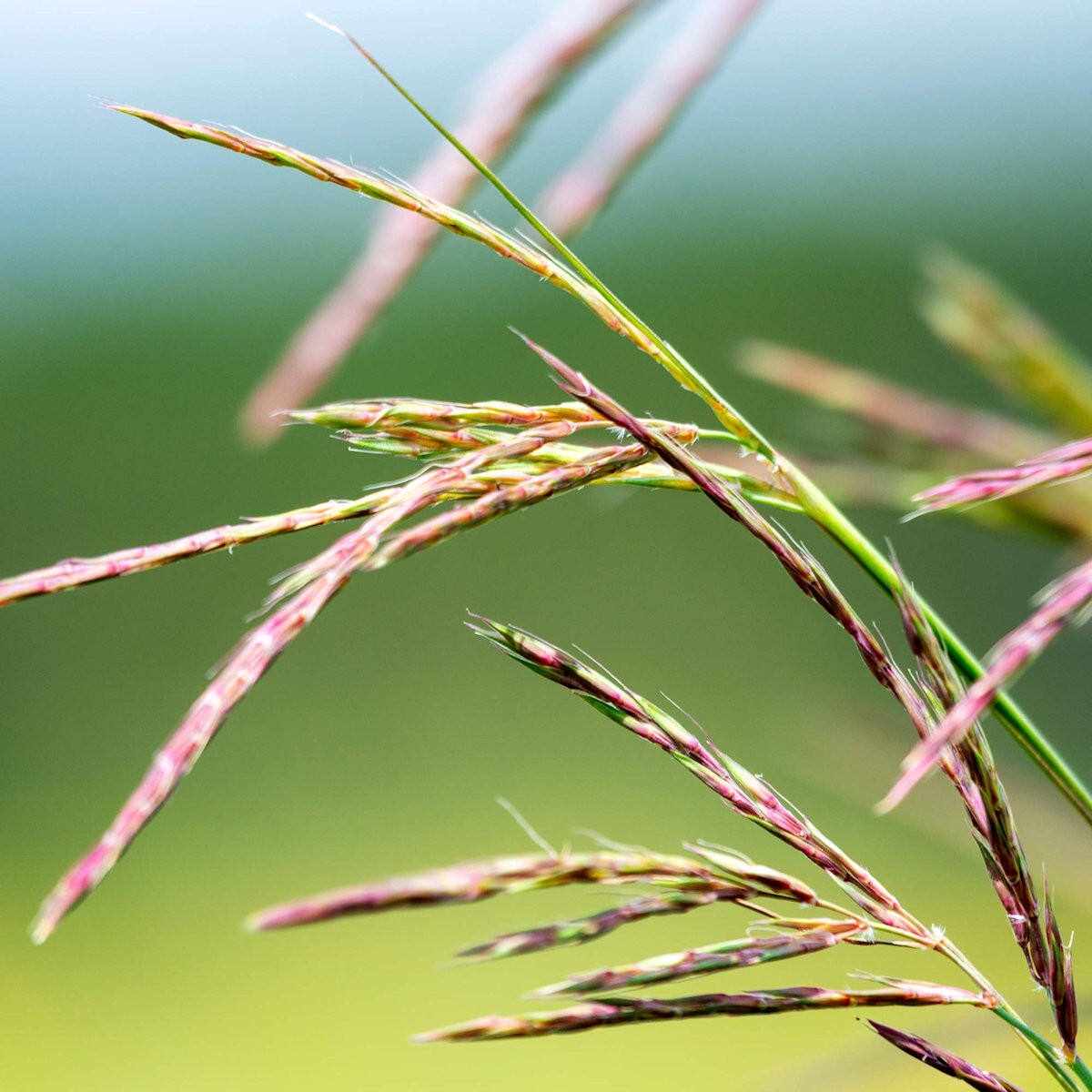 1/4 Lb Big Bluestem Native Grass Seeds - Everwilde Farms Mylar Seed Packet gallery