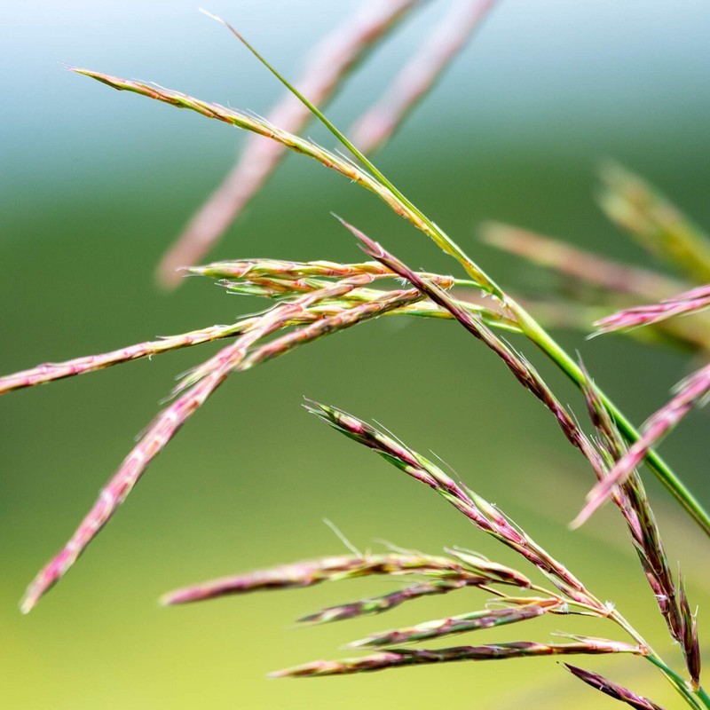 1/4 Lb Big Bluestem Native Grass Seeds - Everwilde Farms Mylar Seed Packet gallery