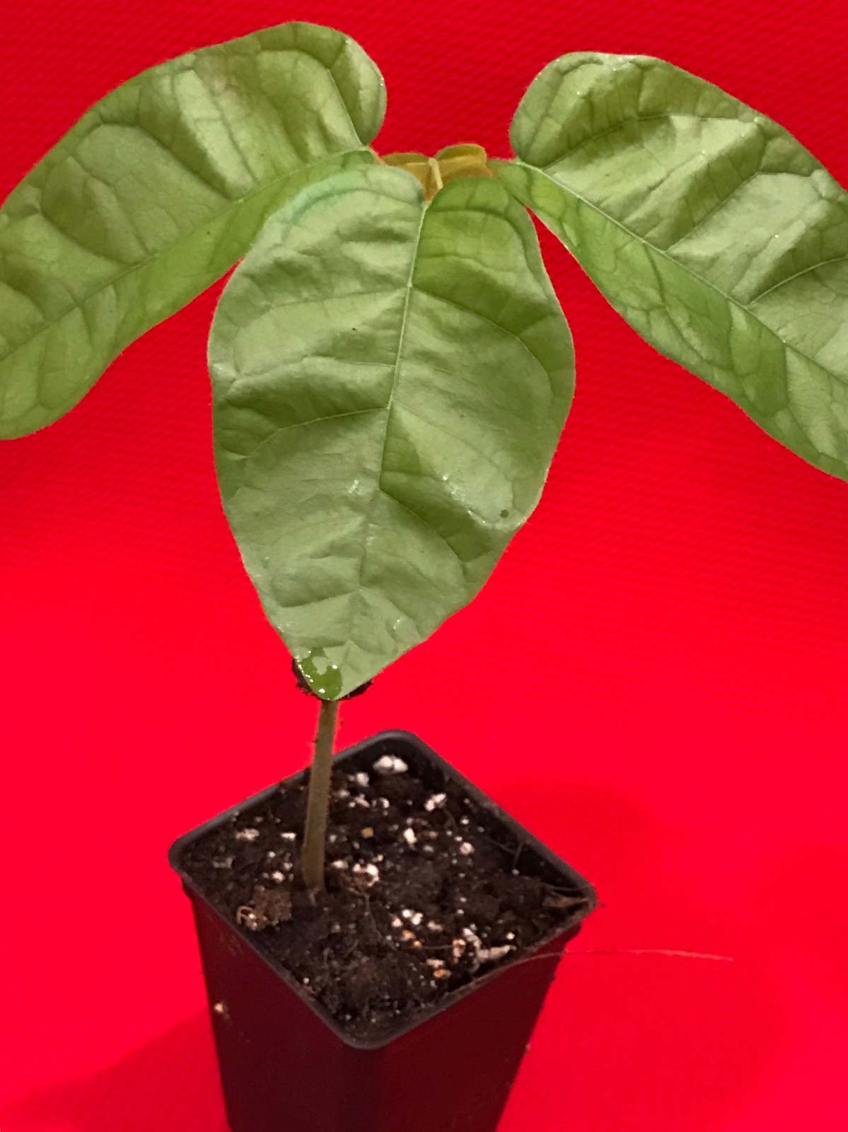 FORASTERO Jaco Jaca Variety Theobroma Cacao Cocoa Chocolate Fruit Tree Potted Pl gallery