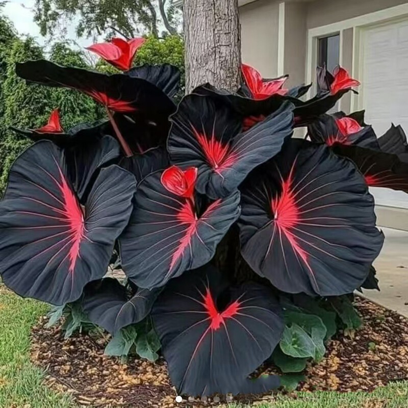 100Pcs Caladium Flower Seeds Rare Color Perennial Garden Air Bonsai gallery