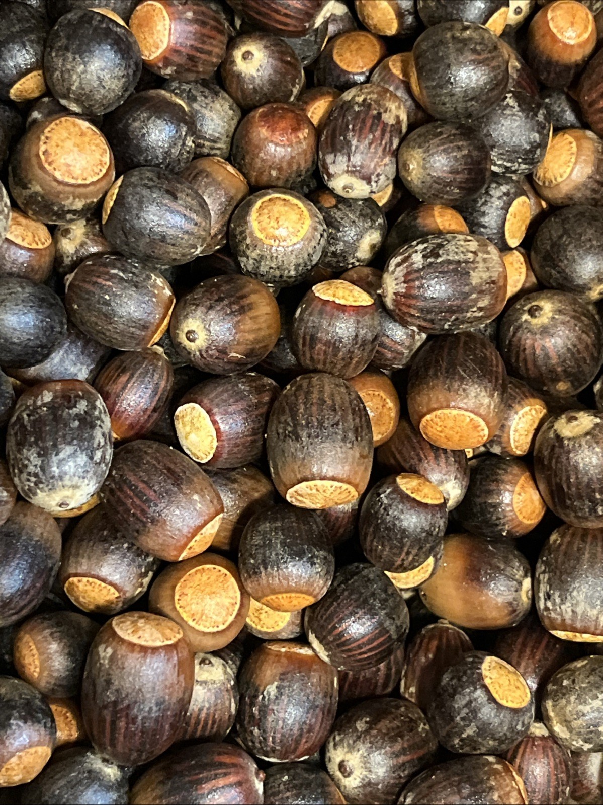 200 Oak Acorns Float Tested Seeds Squirrel Deer Feed Wildlife or Crafts 2025 gallery