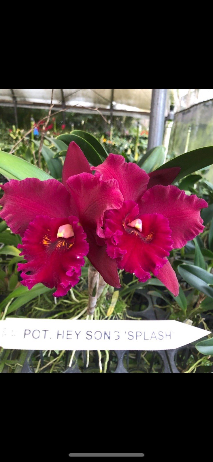 Pot. Hey Song ‘Splash’ Cattleya Orchid plant BS 4.5” gallery