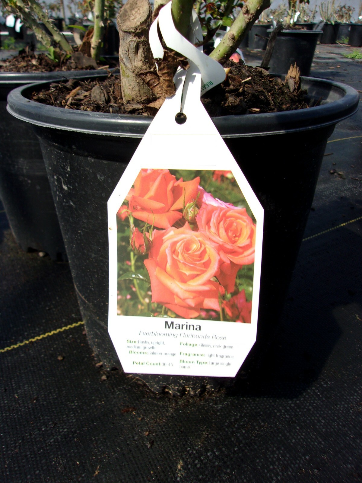 MARINA Everblooming Floribunda Salmon Orange Rose 2 Gal Bush Plants Plant Roses gallery