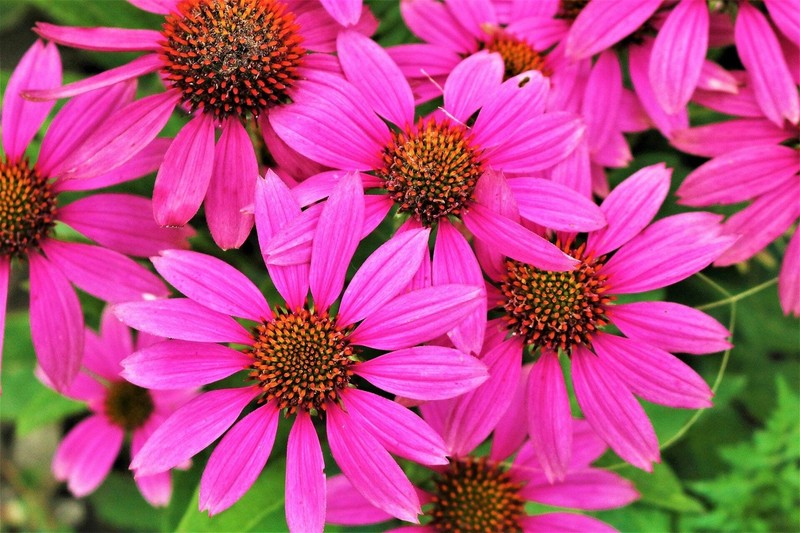 1000 Bulk BRIGHT STAR CONEFLOWER Echinacea Purpurea Bright Pink Flower Seeds gallery