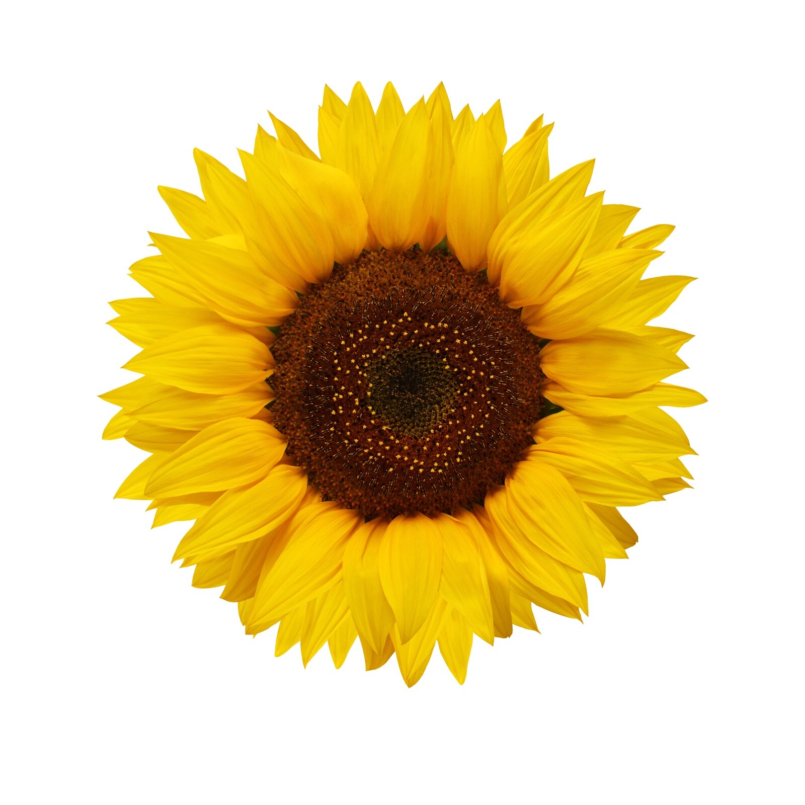 Beautiful Full Color Sunflower Sticker Yellow Vinyl Decal Real Laptop Phone Wall gallery