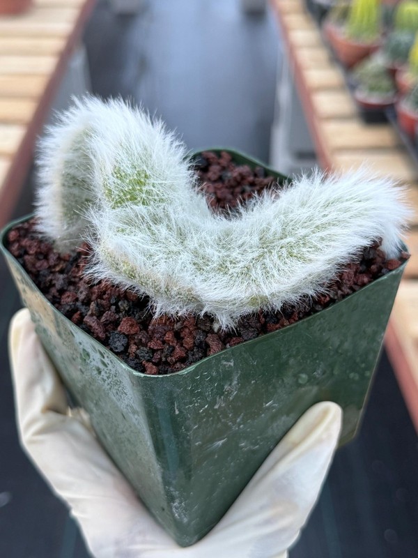 Hairy Crested Monkey Tail Cactus Rare Fuzzy White Succulent Live Plant gallery