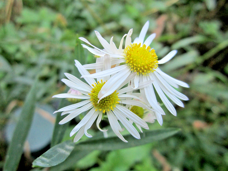 201+FALSE ASTER Seeds Perennial Native Wildflower Poor Soils Summer Fall Garden gallery