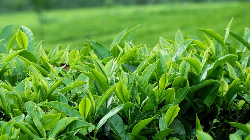 Dilmah Premium Quality Ceylon Tea 50 Bags gallery