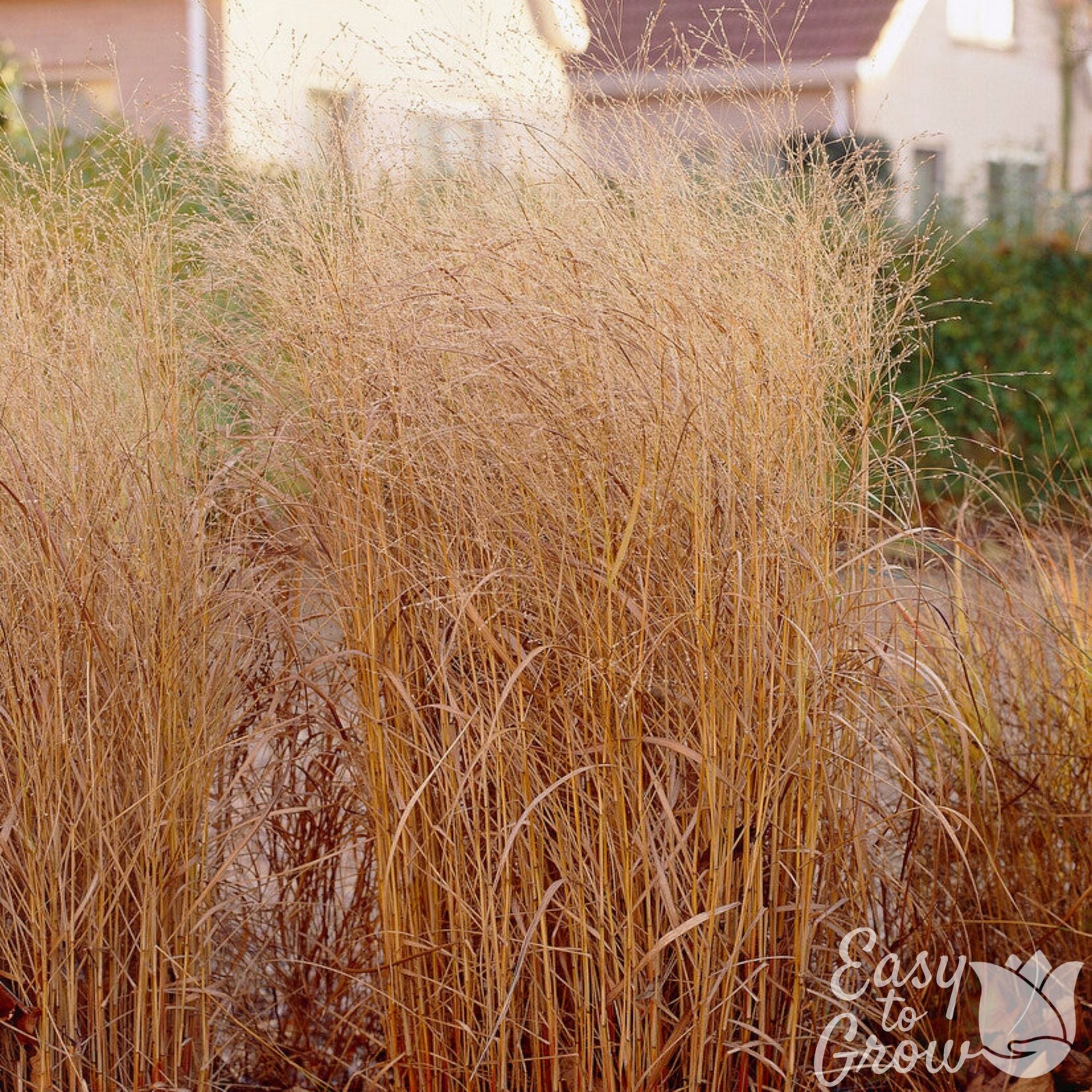 Panicum Shenandoah Grass 2 Potted Plants - Rooted in Quart Pots, Easy to Grow gallery