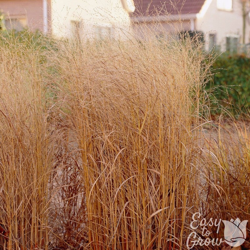 Panicum Shenandoah Grass 2 Potted Plants - Rooted in Quart Pots, Easy to Grow gallery