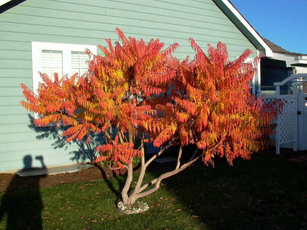 STAGHORN SUMAC Rhus Typhina - 50 SEEDS gallery