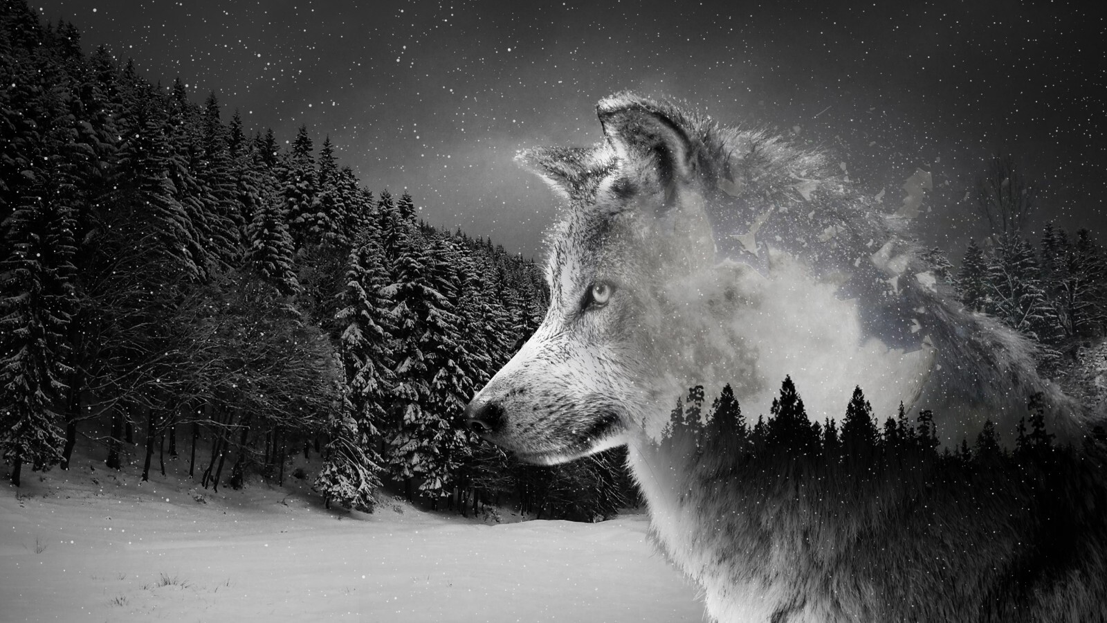 WOLF GLOSSY POSTER PICTURE PHOTO wall decor wolves cool dogs snow winter 11x19 gallery