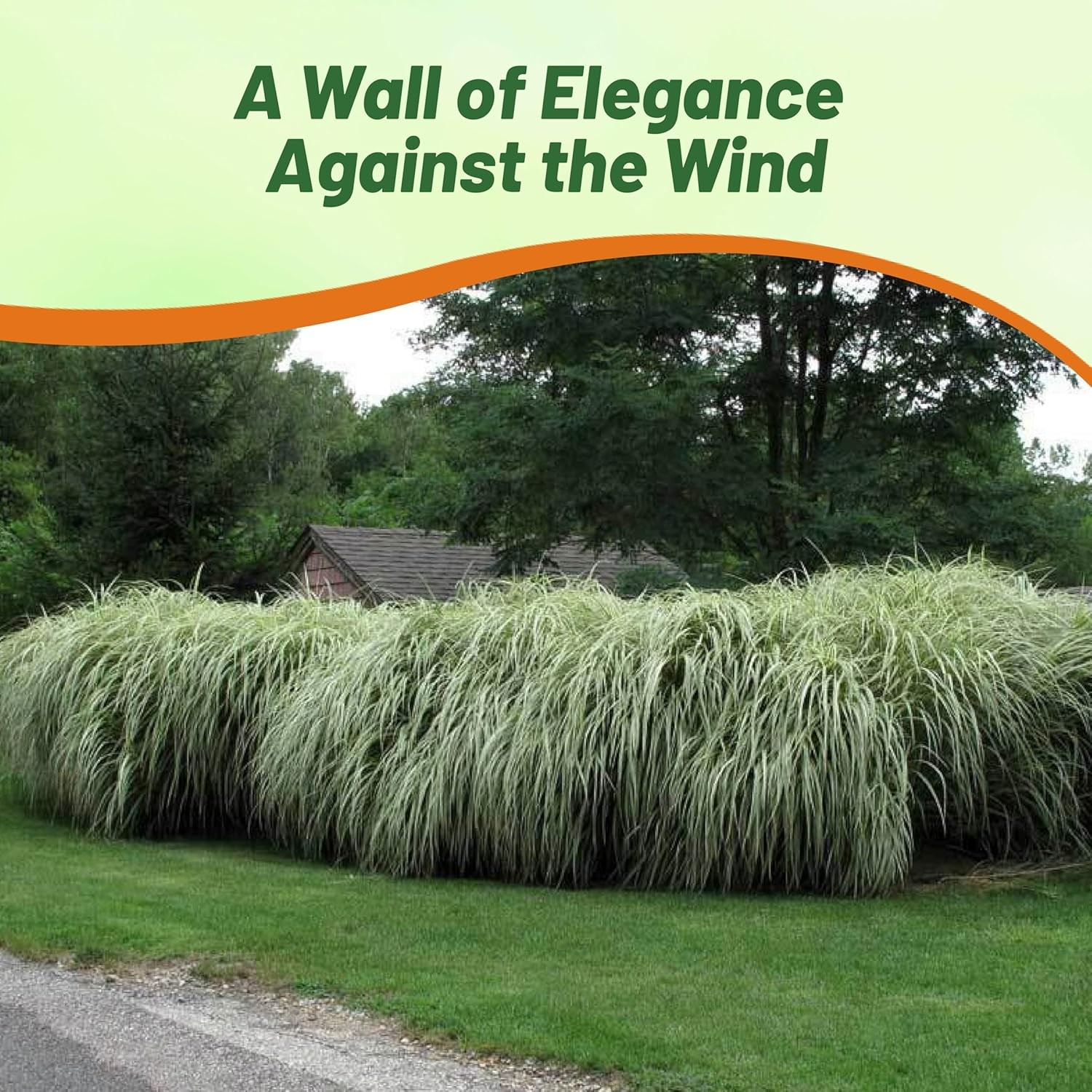 1000 Seeds Miscanthus Sinensis Chinese Silver Drought Tolerant Xersicape gallery