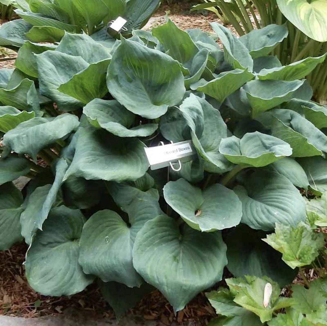 RARE! Hosta 'Old Cardboard Boxes' Plant 1gal Pot Unruly THICK Grey-blue Foliage! gallery