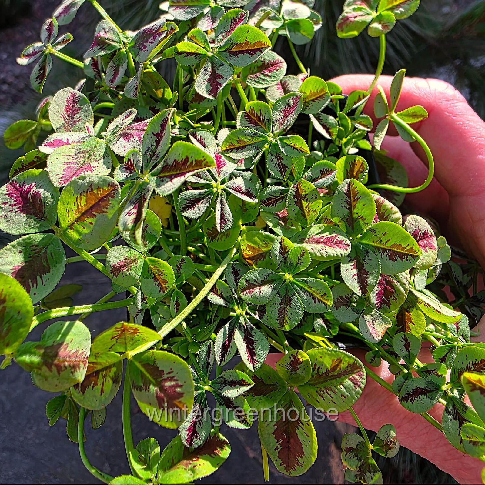 Trifolium Lucky Clover, Red Stripes, Shamrock Clover gallery