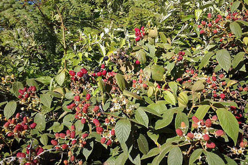 Rubus glaucus | Andean Raspberry | Mora de Castilla | 20 Seeds gallery