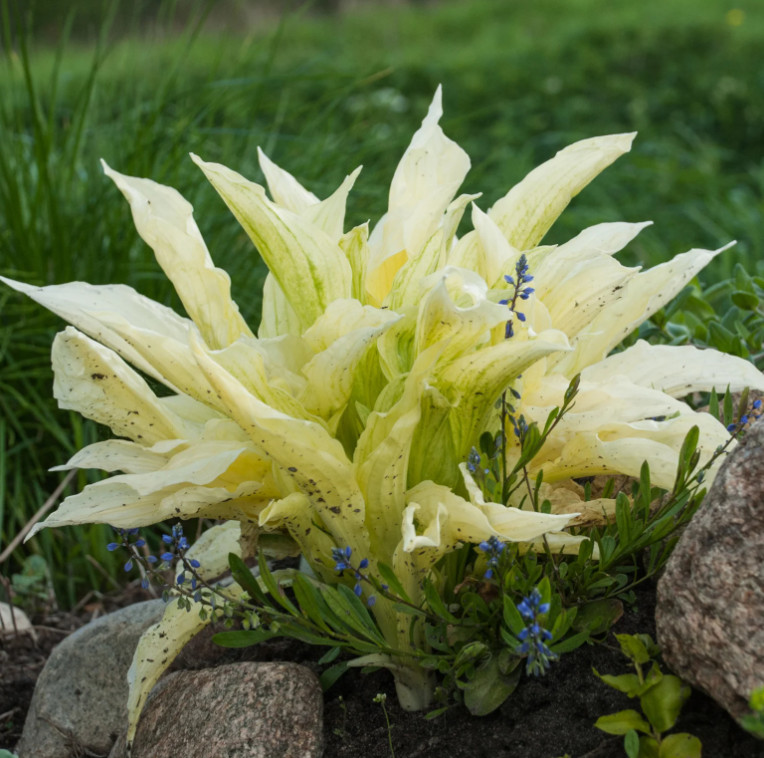 3 White Feather Hosta Bare Root Plants Hardy Shade Garden Perennial Gift Set gallery