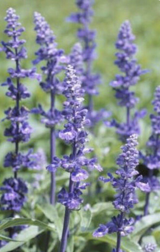 600+English Lavender-Lavandula angustifolia-Non GMO-Open Pollinated. gallery