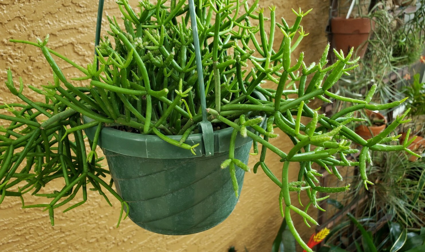 Rhipsalis teres heteroclada - Clumping Epiphytic Cactus-Clumping branches gallery
