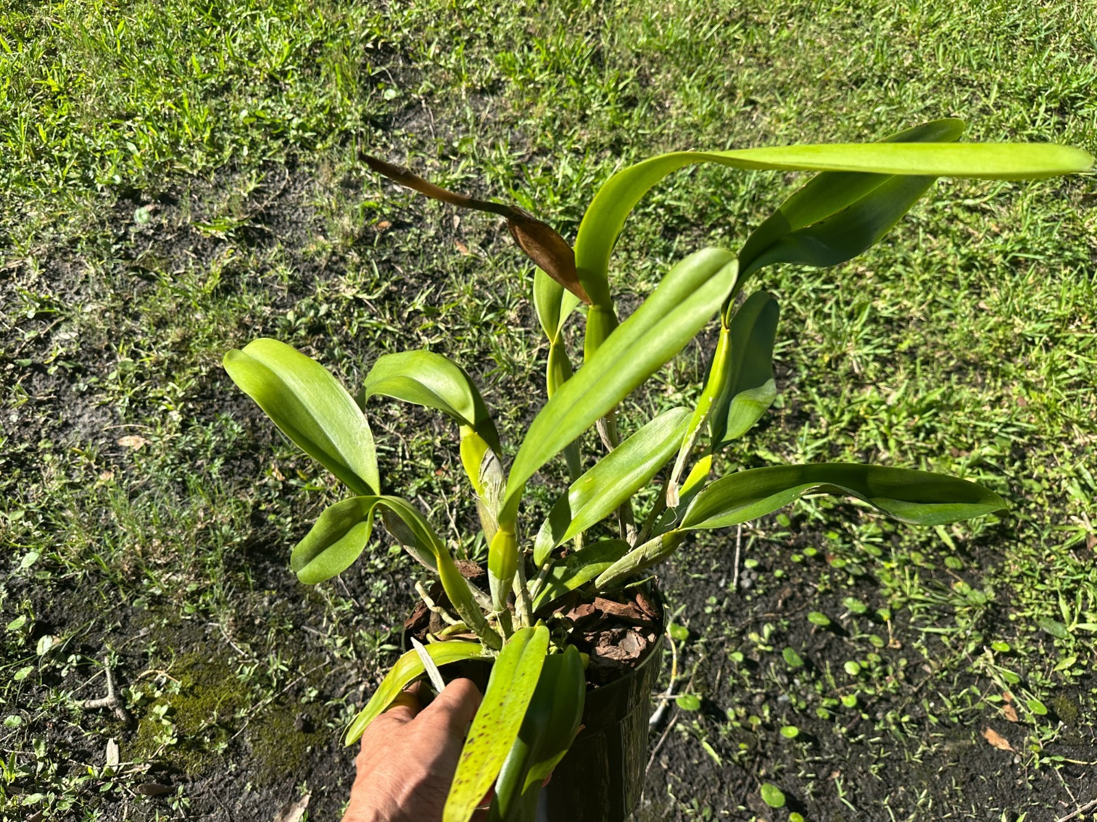 LARGE BRONZE BRAZIL CATTLEYA ORCHID SPECIES tenebrosa large plant BLOOMMED OUT gallery