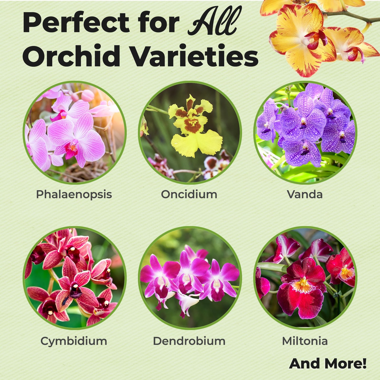 Orchid Fertilizer Mist by Perfect Plants | Foliar Food Spray & 8 fluid ounces gallery