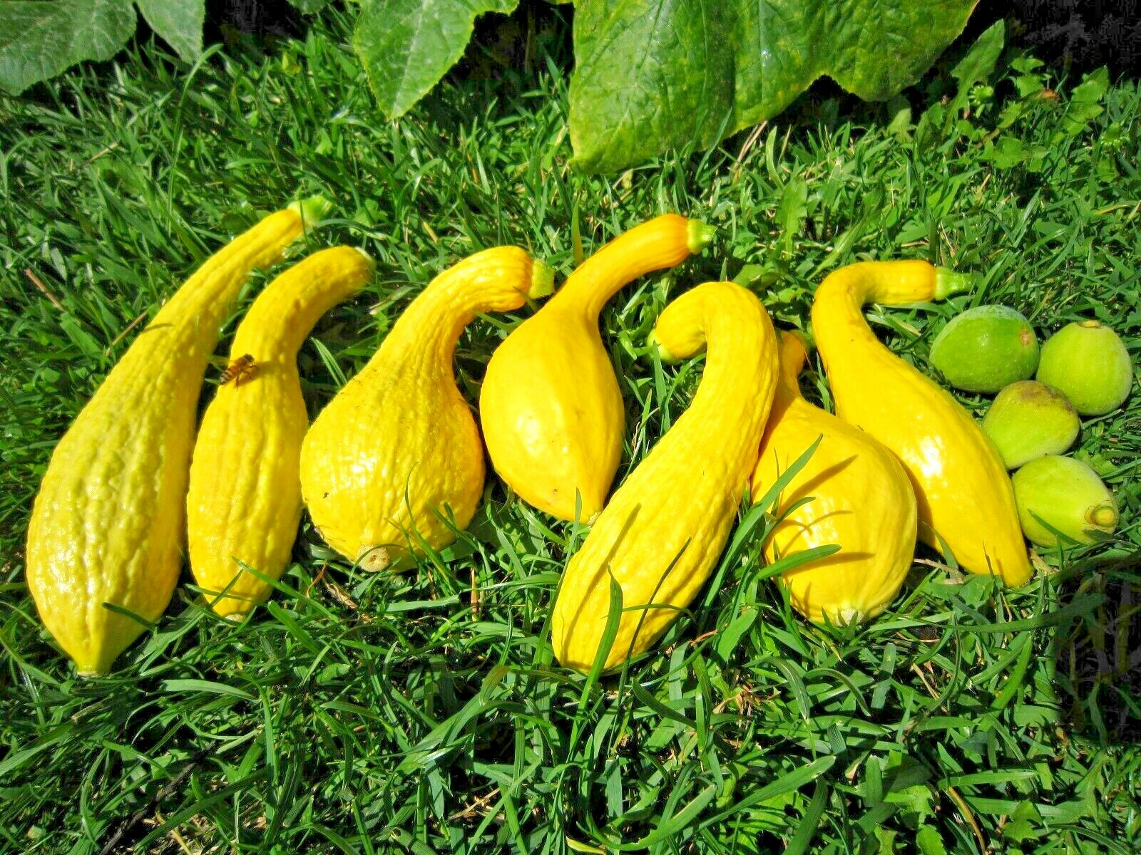 41+CROOKNECK SQUASH Seed Organic Native Heirloom Vegetable Garden Container Easy gallery