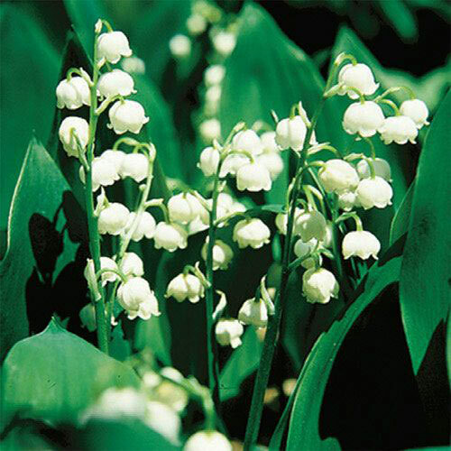 Unique Flowers gallery