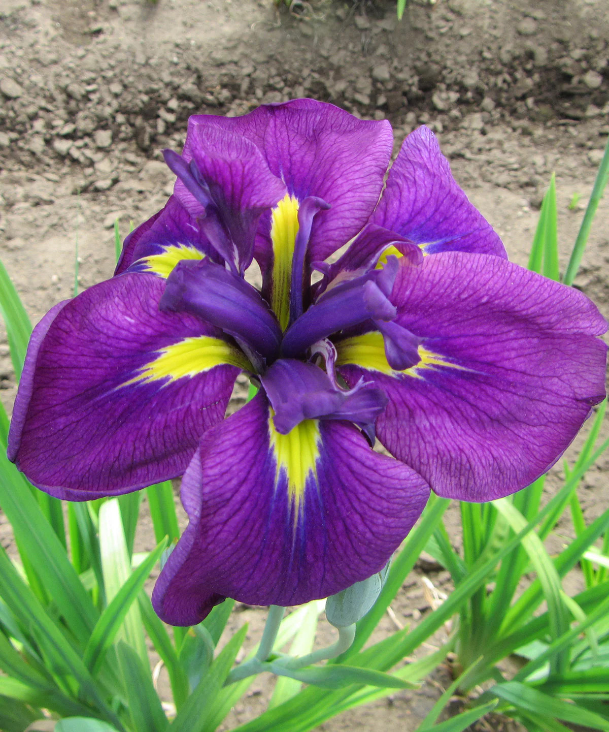 Royal Robes Japanese Iris - 3 root divisions gallery