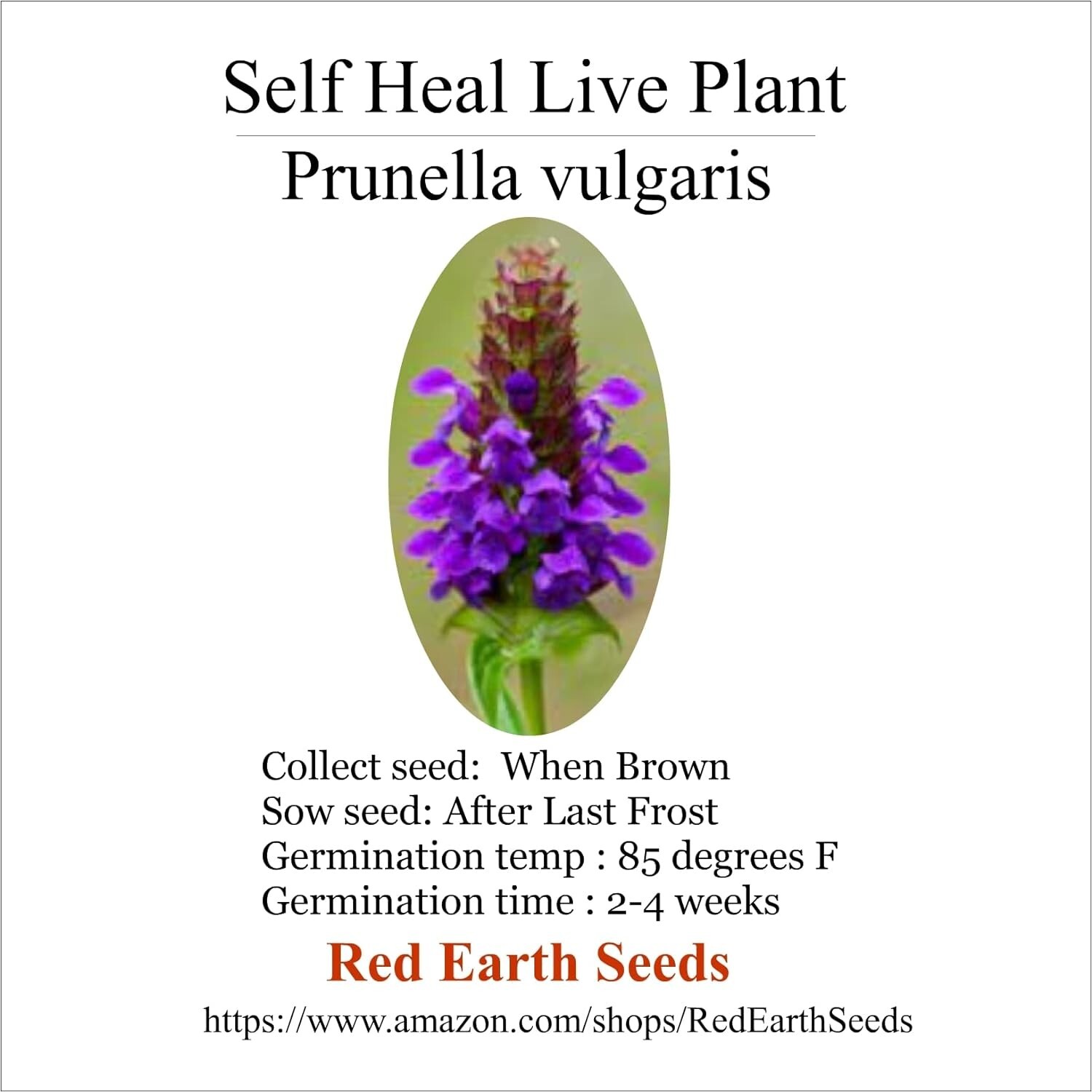 Self Heal - Live Rootball - Prunella vulgaris gallery