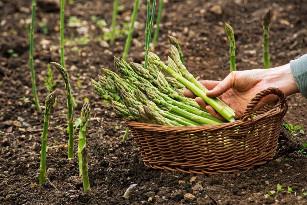 Millennium Live Asparagus Bare Root Plants 2yr Crowns gallery