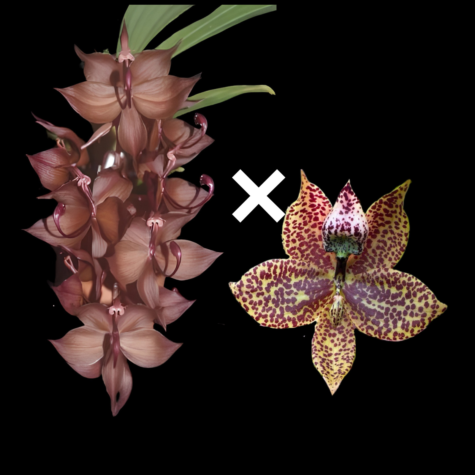 Cyc. cooperi 'Dark Star' x Cyc. Richard Brandon 'Heavy Spots' | BS not in bloom gallery