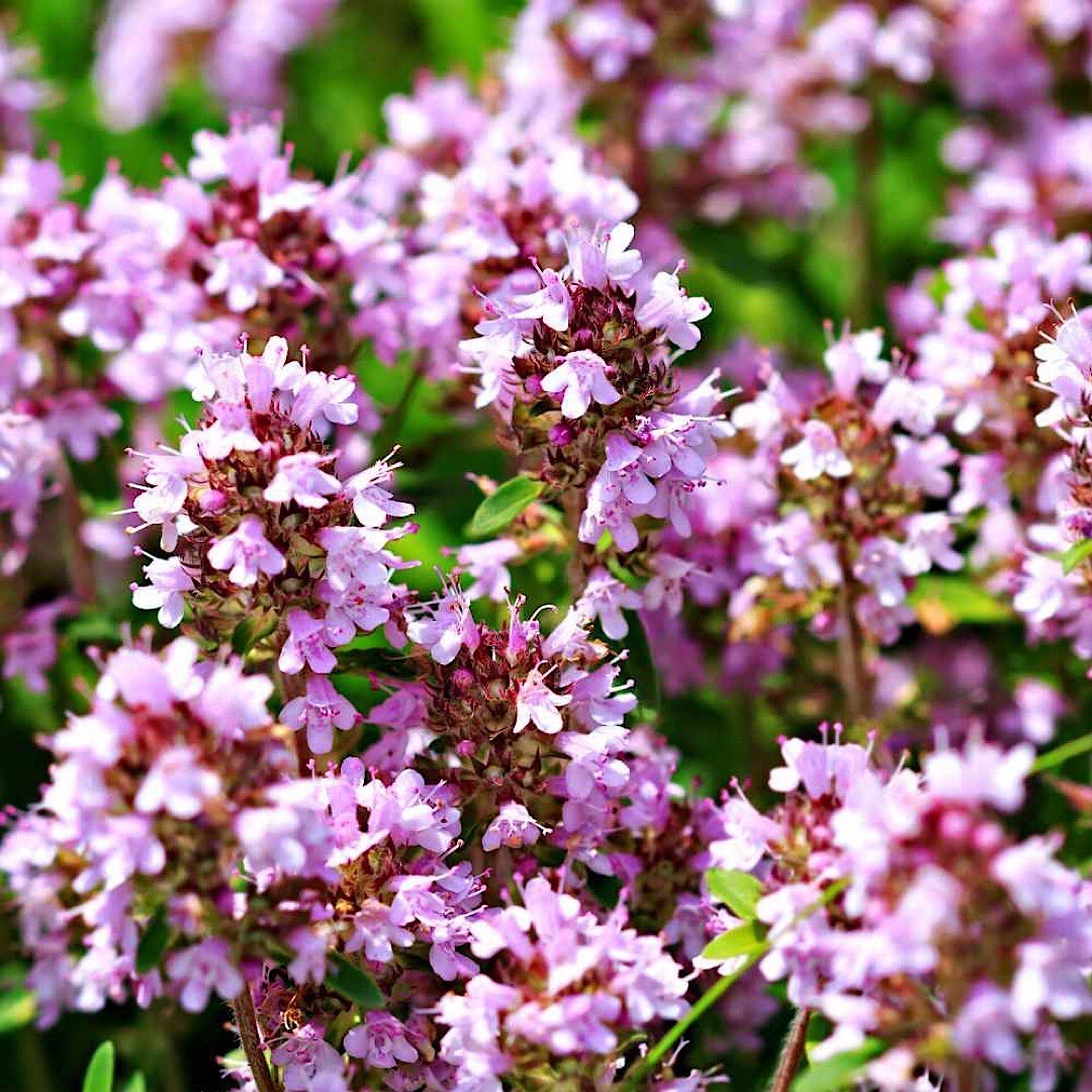 2000+ Wild Thyme Seeds -Creeping THYME -Groundcover Heirloom - USA gallery