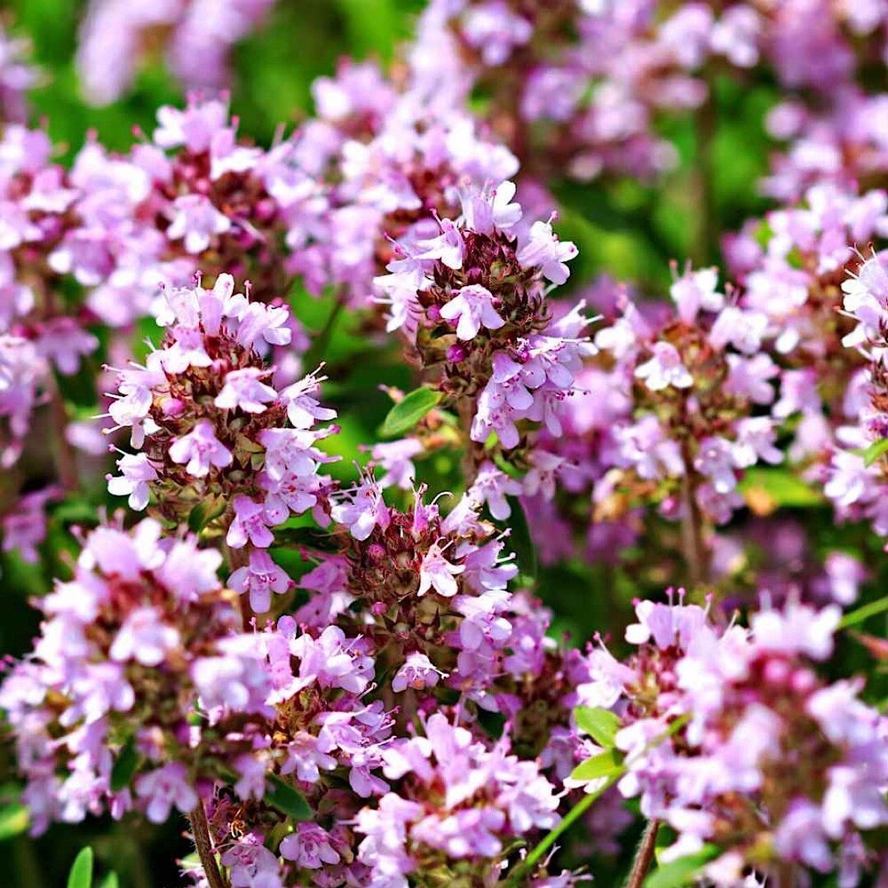 2000+ Wild Thyme Seeds -Creeping THYME -Groundcover Heirloom - USA