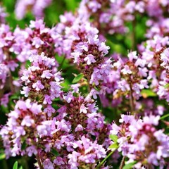 2000+ Wild Thyme Seeds -Creeping THYME -Groundcover Heirloom – USA