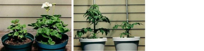Rootblast - Plant Growth Formula gallery