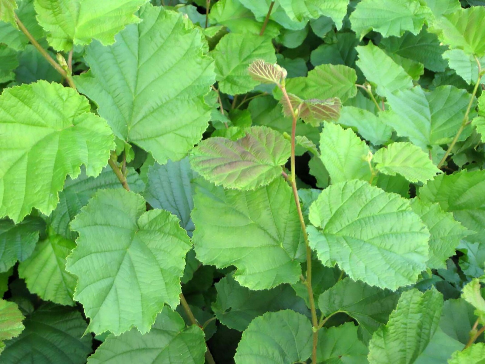 European Hazelnut, (Filbert), Corylus avellana, Tree Seeds gallery