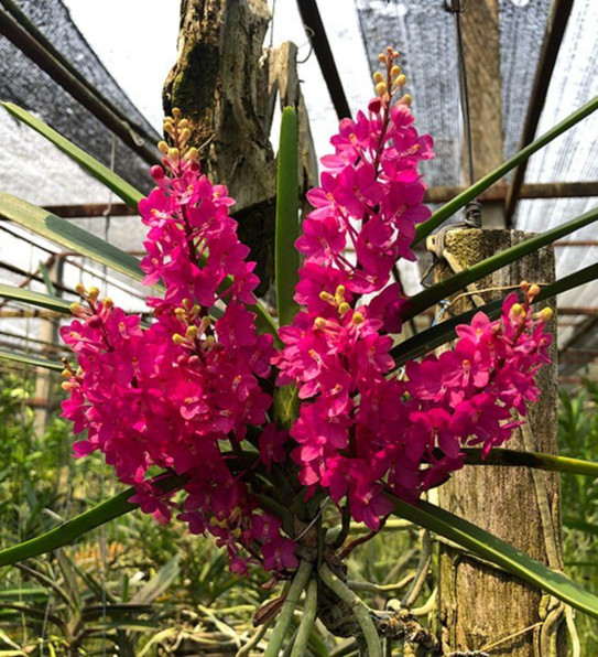 LOVELY COMPACT VANDA ORCHID SPECIES ampullacea BS 2 growth gallery