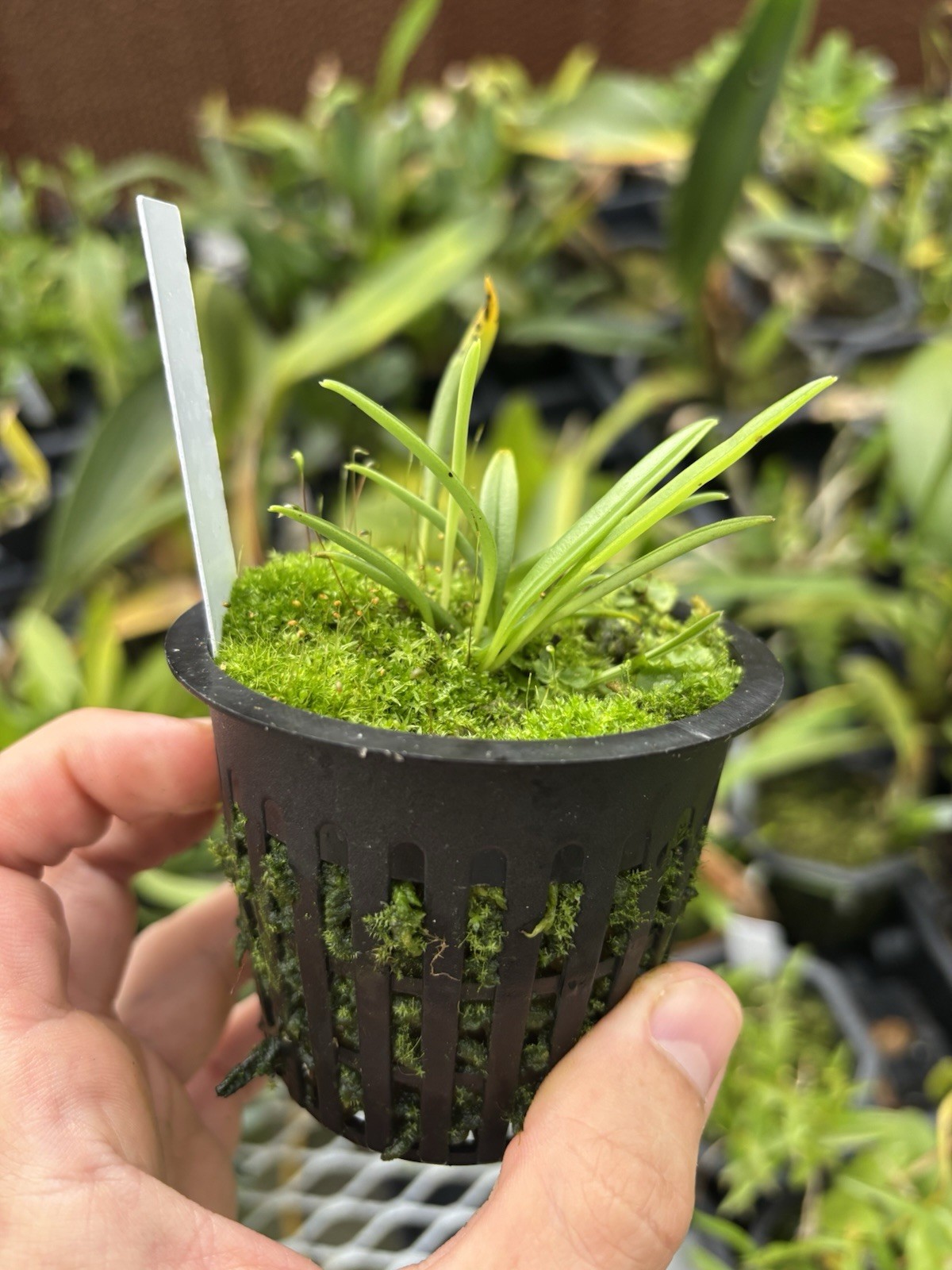 Masdevallia leucantha Rare Miniature Orchid Species Bloom Size gallery