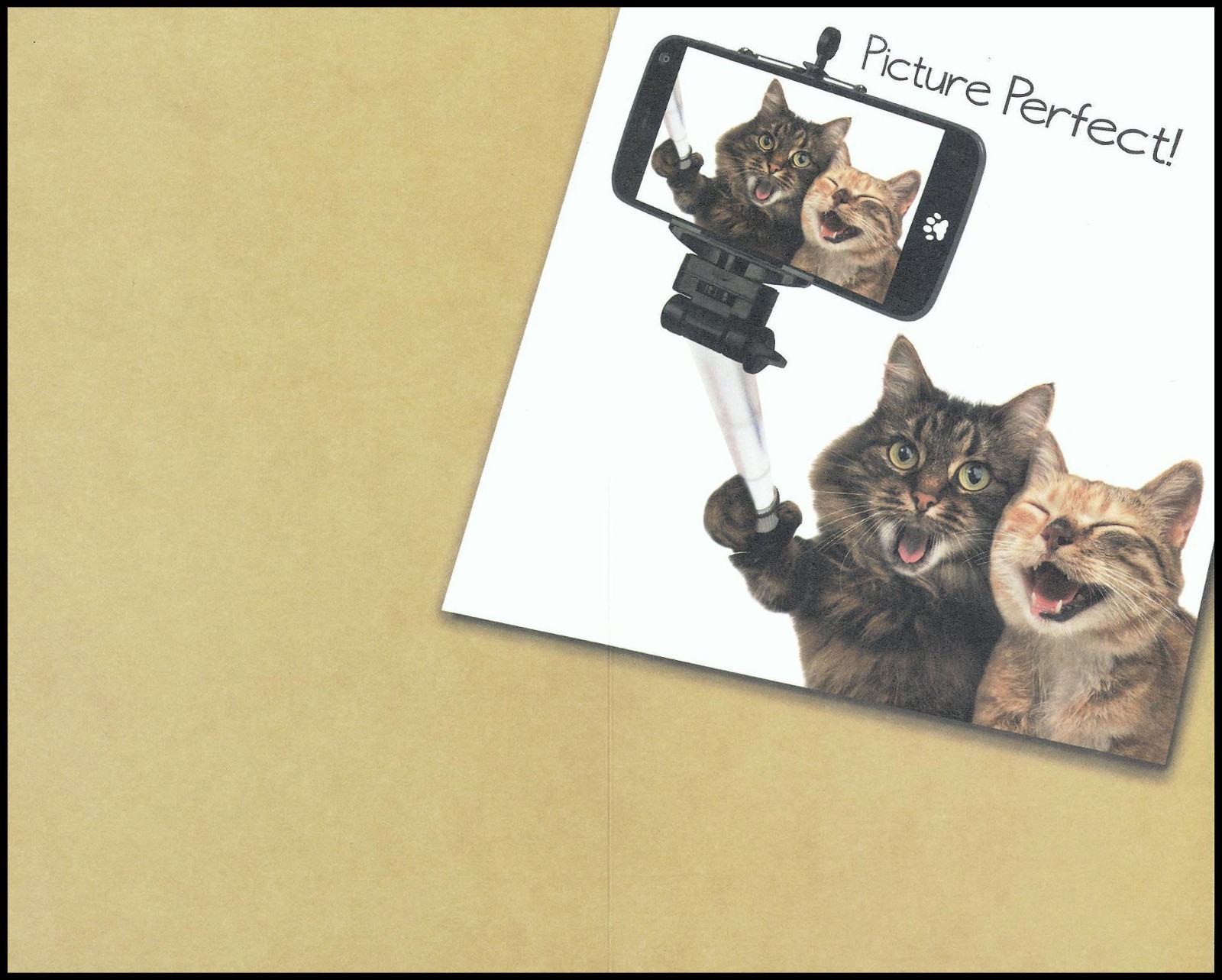 Anniversary Greeting Card - Cat Kitten (Tabby) - SW0002 gallery