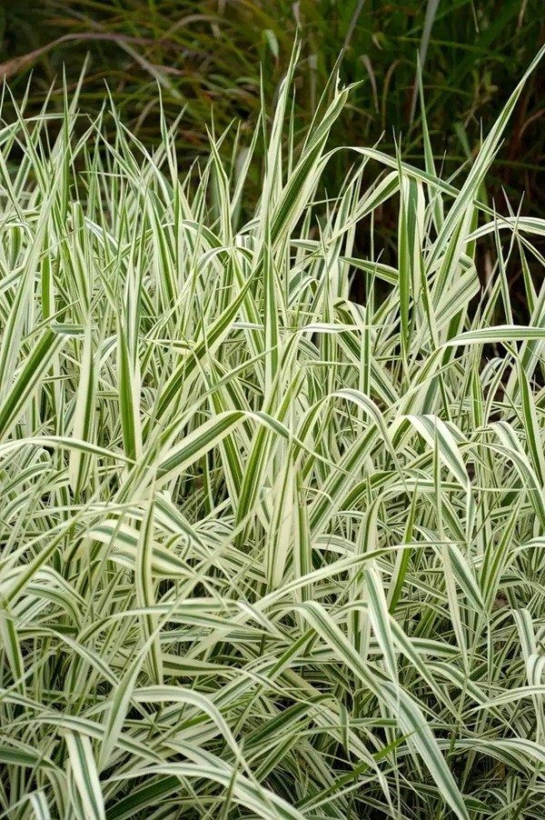 6 Plants Strawberry & Cream Ribbon Grass Root Divisions For Sun or Shade & Pond gallery