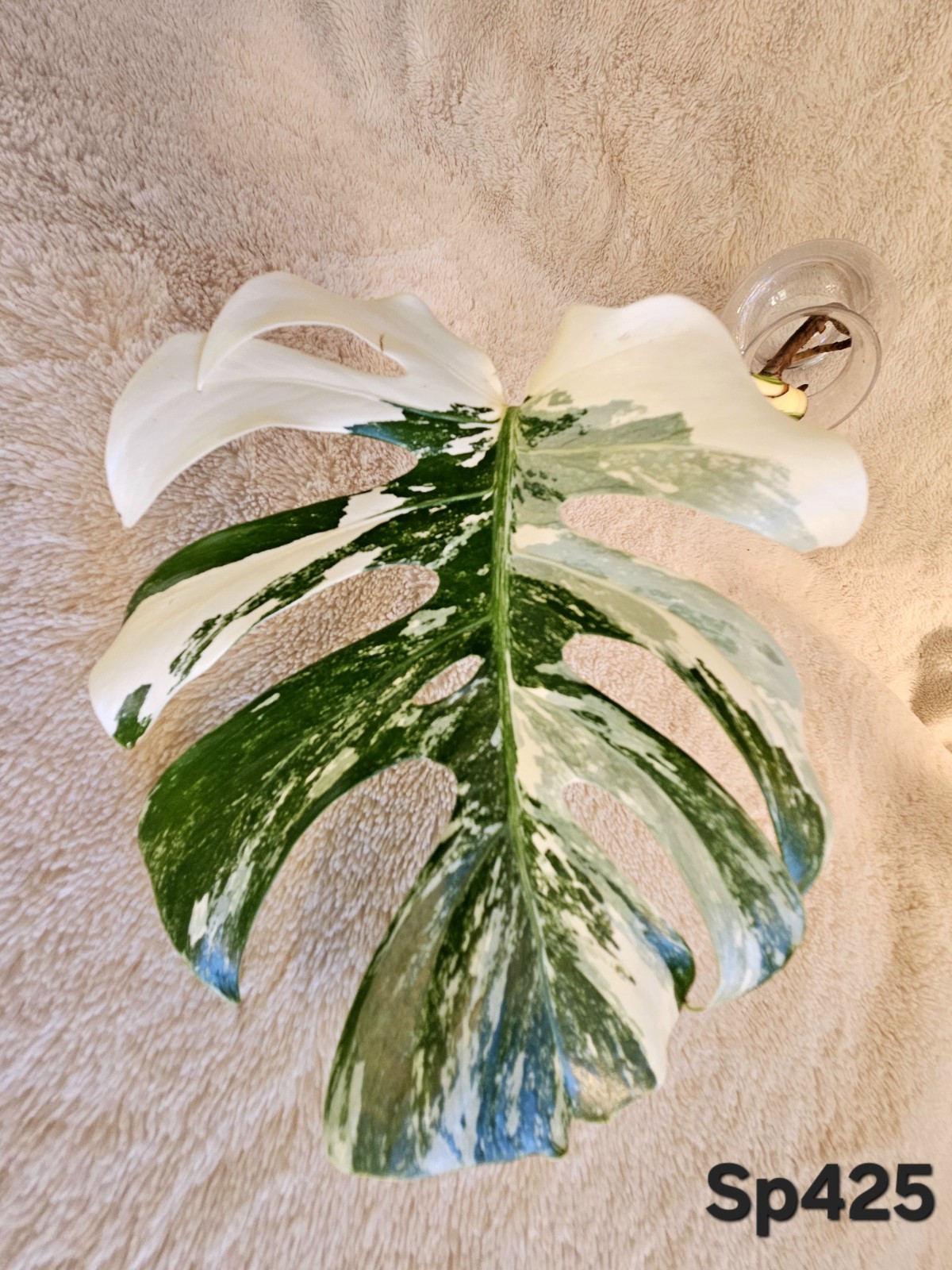 Highly Variegated Monstera Albo Splash Cutting gallery