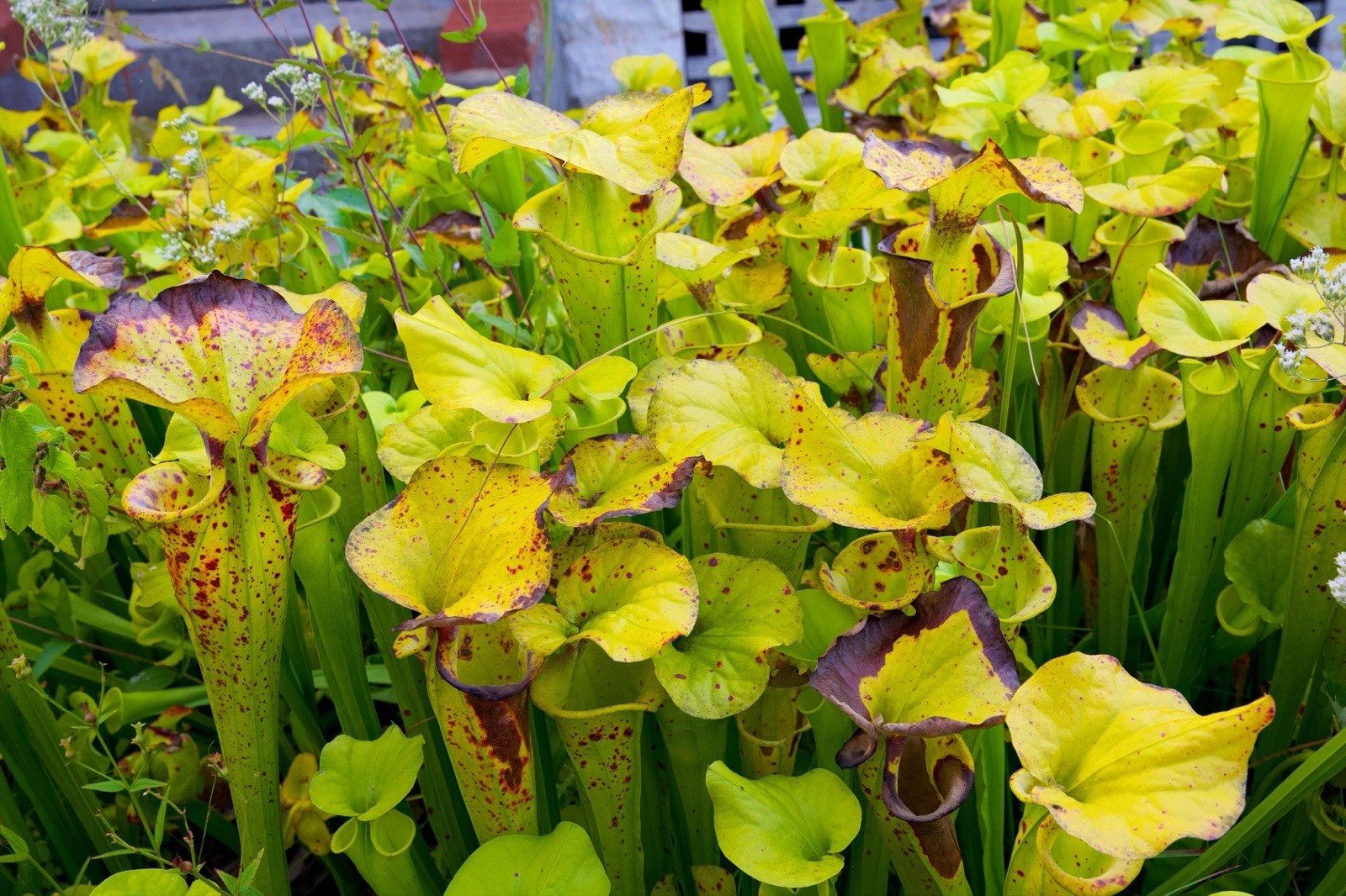 Sarracenia Flava Rugelii “Georgia Giant” Rare gallery